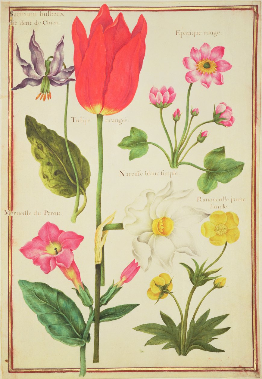 PD.109-1973.f34 Flower Studies (wc vellum) tekijältä Nicolas Robert
