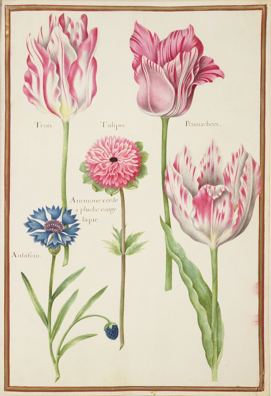 PD.109-1973.f37 Kolme "rikkinäistä" tulppaania, ruiskaunokki ja anemone (wc pergamentilla) tekijältä Nicolas Robert