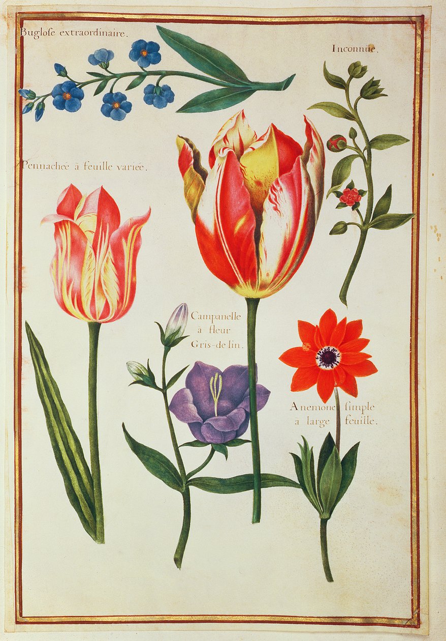 PD.109-1973.f39 Flower Studies (wc vellum) tekijältä Nicolas Robert