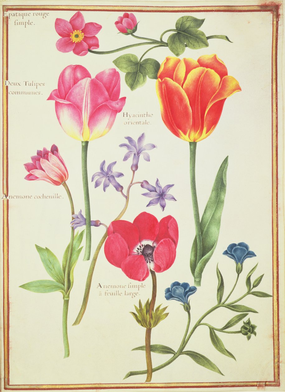 PD.109-1973.f40 Flower Studies (wc vellum) tekijältä Nicolas Robert