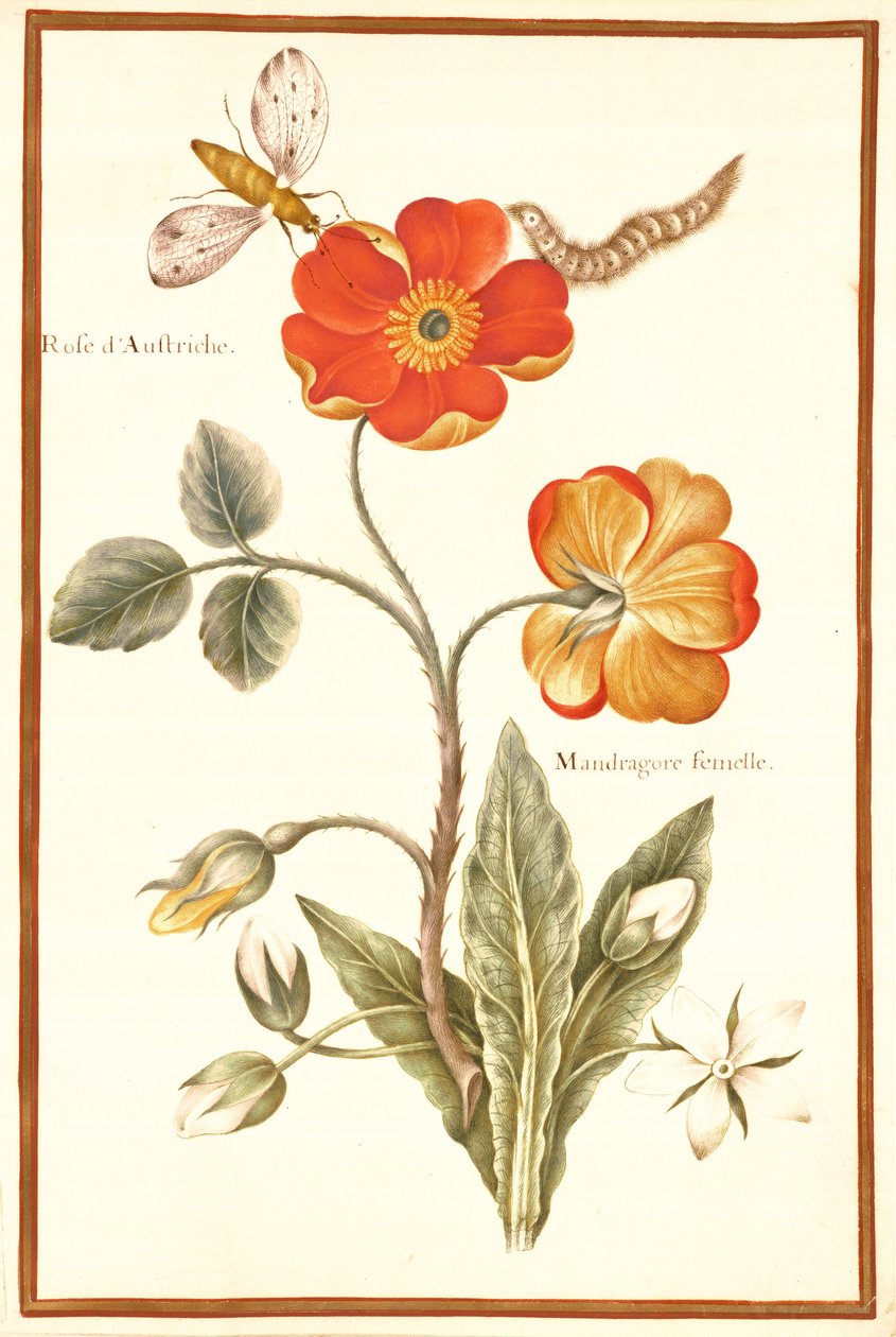 PD.109-1973.f.50 Itävallan Briar Rose ja Mandragora (wc und gouache on vellum) tekijältä Nicolas Robert
