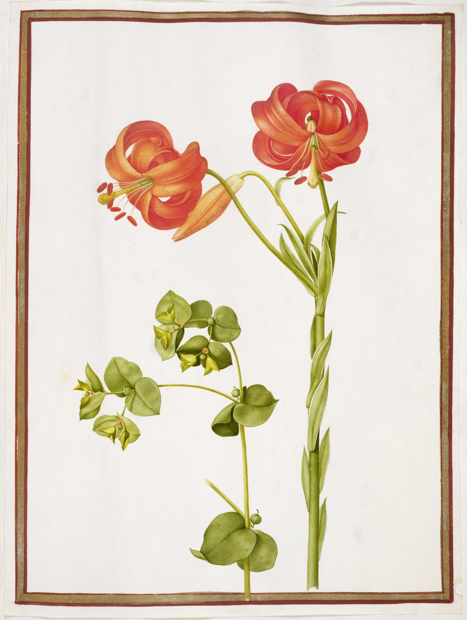 PD.109-1973.f9 (LtoR) Spurge ja Lilium Chalcedonicum (wc vellum) tekijältä Nicolas Robert