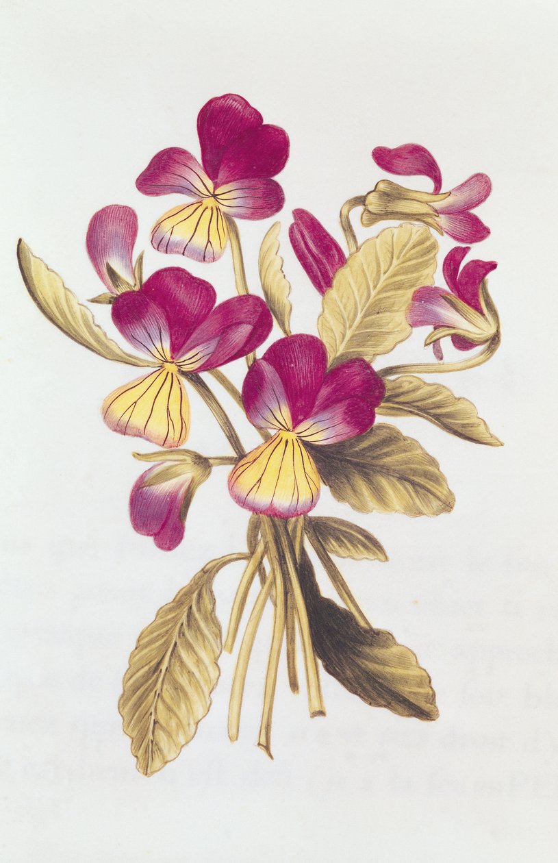Pansy, elokuvasta "La Guirlande de Julie", n. 1642 (wc vellum) tekijältä Nicolas Robert