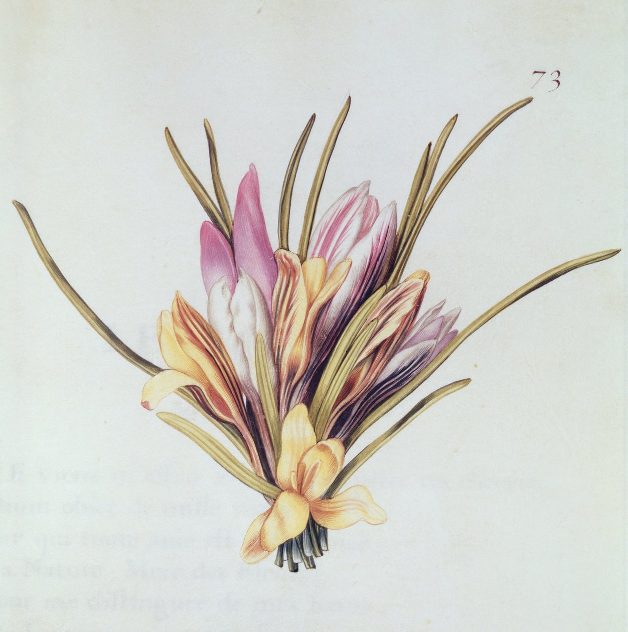 Sahrami tai krookus, teoksesta "La Guirlande de Julie", n. 1642 (wc vellum) tekijältä Nicolas Robert