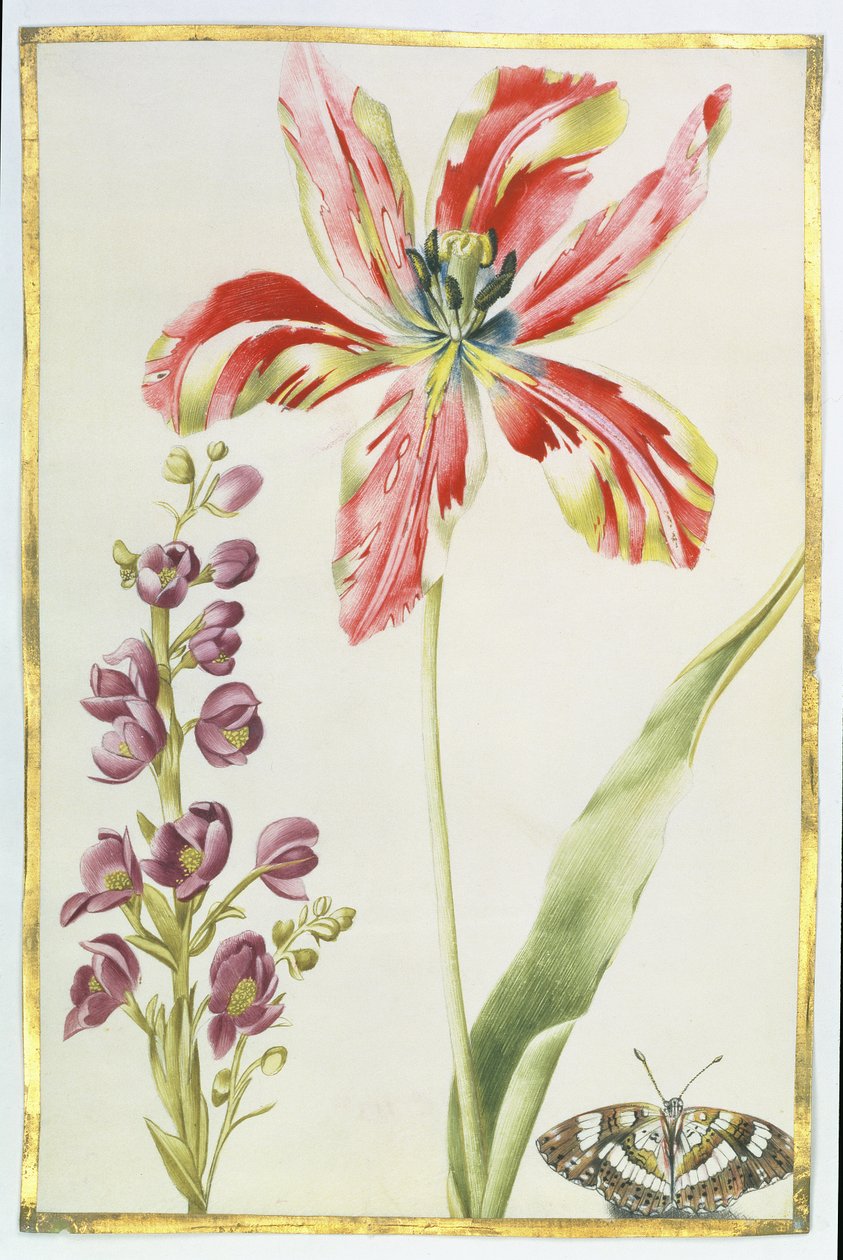 Tulppaani, pörssit ja perhonen, n. 1675 (guassi perhosella) tekijältä Nicolas Robert