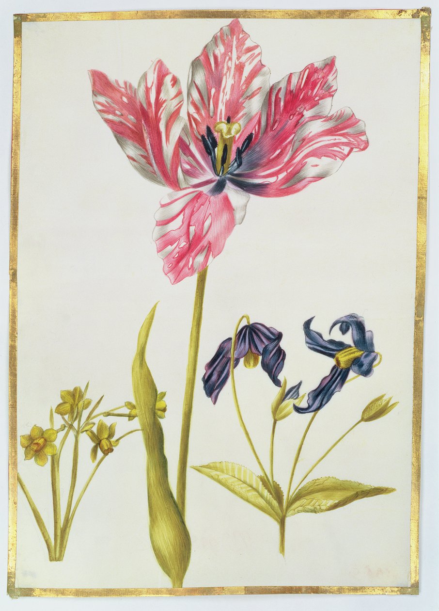 Tulppaani ja narsissi, n. 1675 (guassi perunakalvolla) tekijältä Nicolas Robert