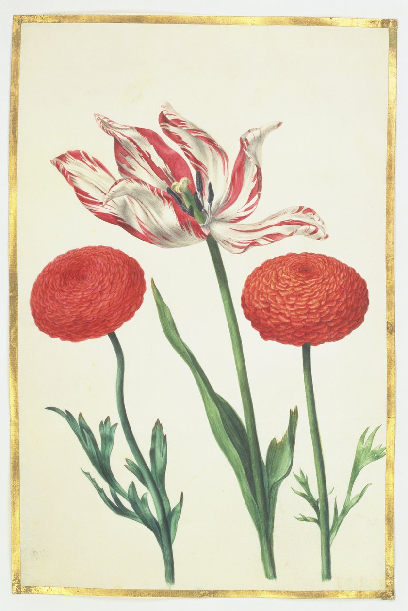 Tulppaani ja daaliat, n. 1675 (guassi vellum) tekijältä Nicolas Robert