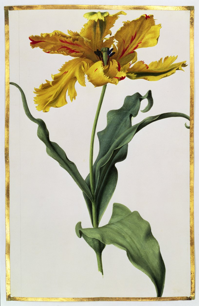 Tulppaani, n. 1675 (guassi, vellum) tekijältä Nicolas Robert
