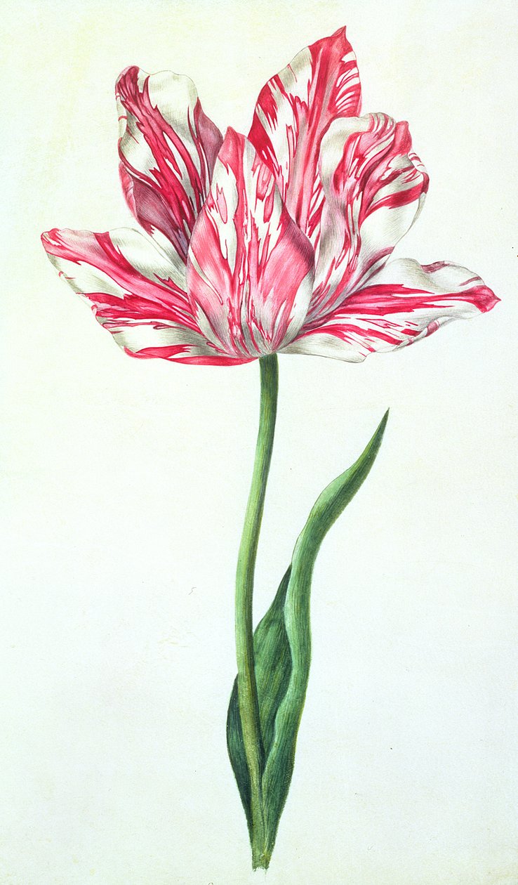 Tulppaani, n. 1675 (guassi, vellum) tekijältä Nicolas Robert