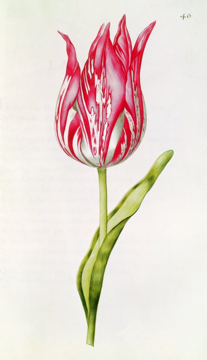 Tulppaani, teoksesta "La Guirlande de Julie", n. 1642 tekijältä Nicolas Robert