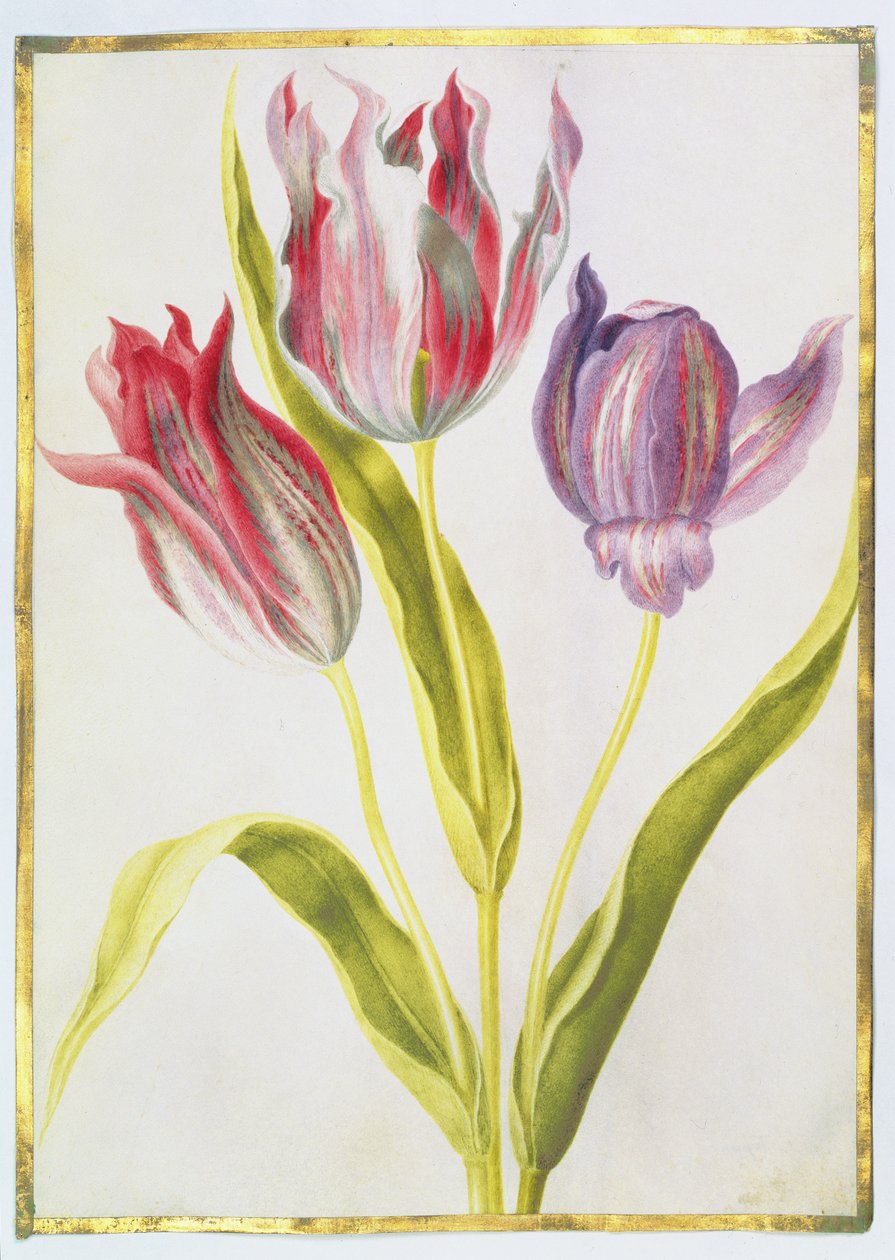 Tulppaanit, noin 1675 (guassi pergamentille). tekijältä Nicolas Robert