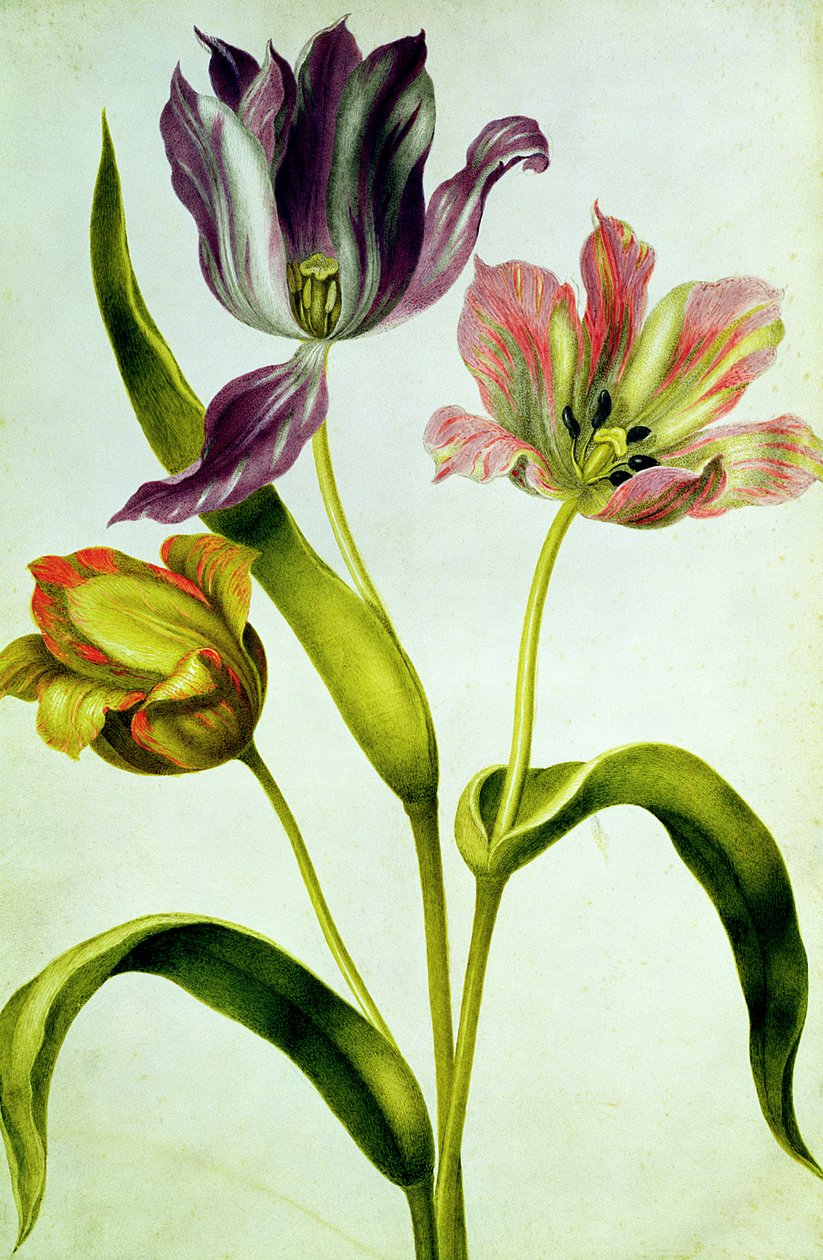 Tulppaanit, n. 1675 (guassi, vellum) tekijältä Nicolas Robert