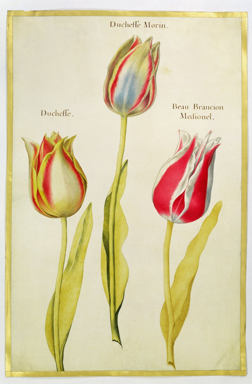 Tulppaanit, n. 1675 (guassi, vellum) tekijältä Nicolas Robert