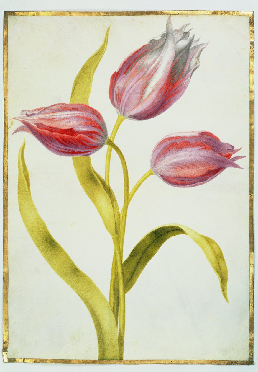 Tulppaanit, n. 1675 (guassi, vellum) tekijältä Nicolas Robert