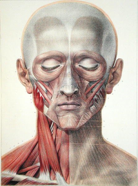 Kasvojen lihakset, levy Jean-Baptiste Marc Bourgeryn (1797-1849) "Traite Complet de l