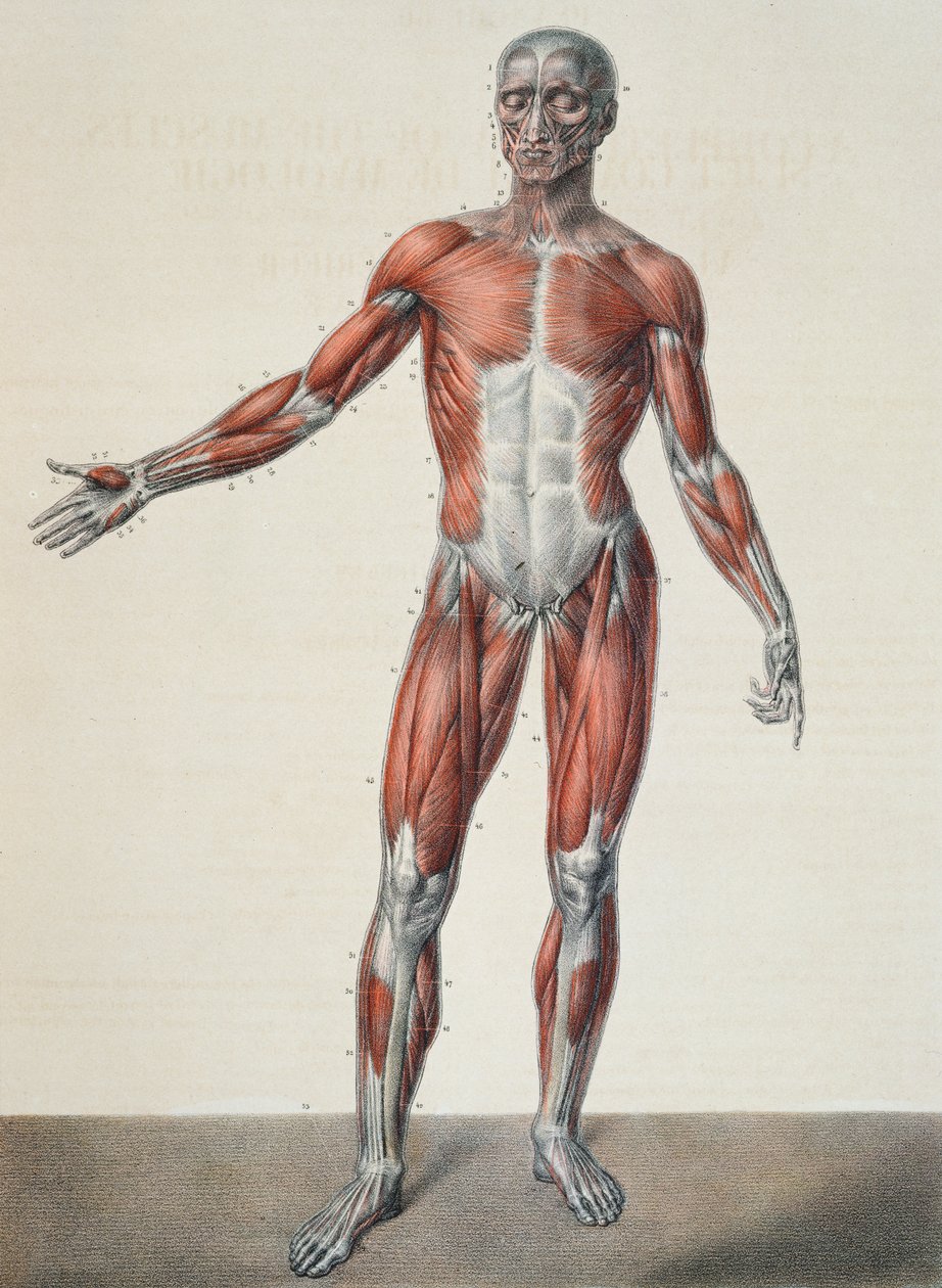 Ihmiskehon anatomia, Jean-Baptiste Marc Bourgeryn (1797-1849) teoksesta "Traite Complet d