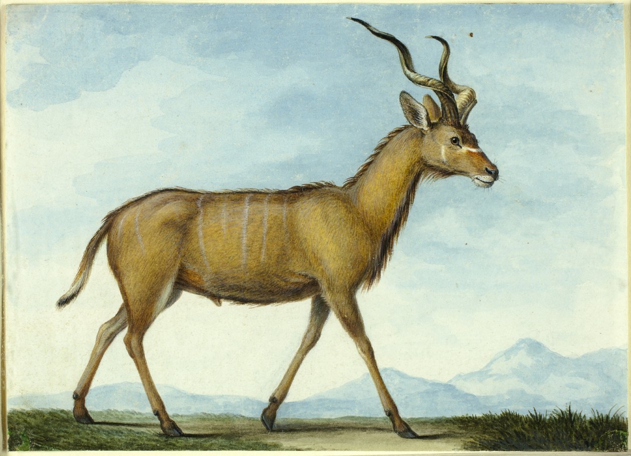 Kudu tekijältä Nicolas Hüet the Younger