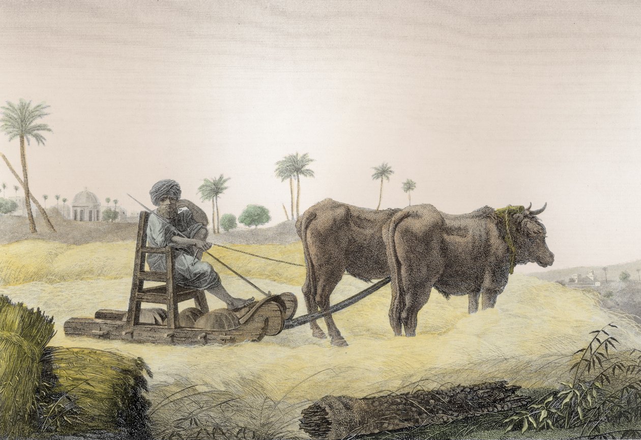 Maissin korjuu, Napoleonin käskystä julkaistun teoksen "Egyptin kuvaus" niteestä II Arts and Trades, 1822 (myöhempi väritys). tekijältä Nicolas Jacques Conte
