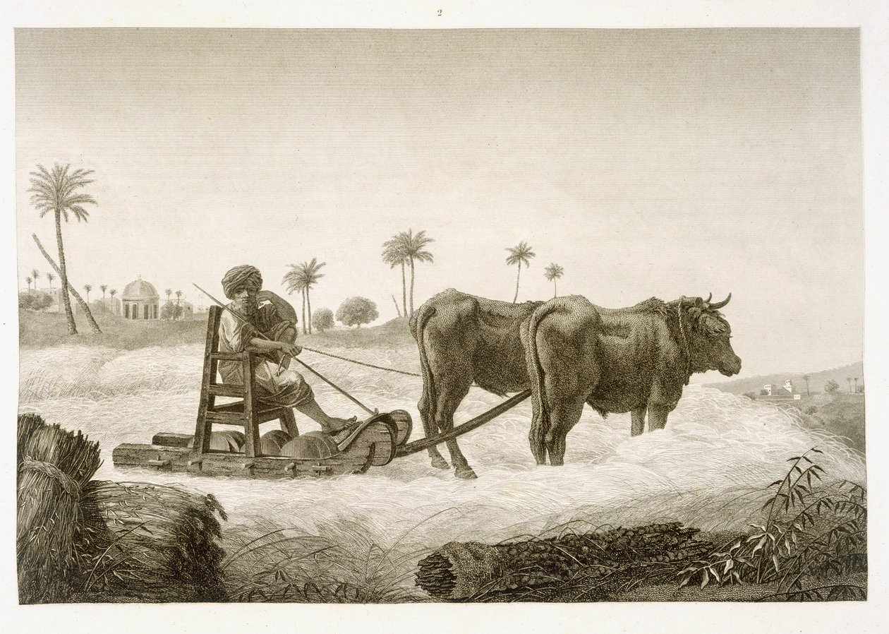 Maissin korjuu, teoksen "Egyptin kuvaus" niteestä II Arts and Trades, julkaistu Napoleonin käskystä vuonna 1822. tekijältä Nicolas Jacques Conte
