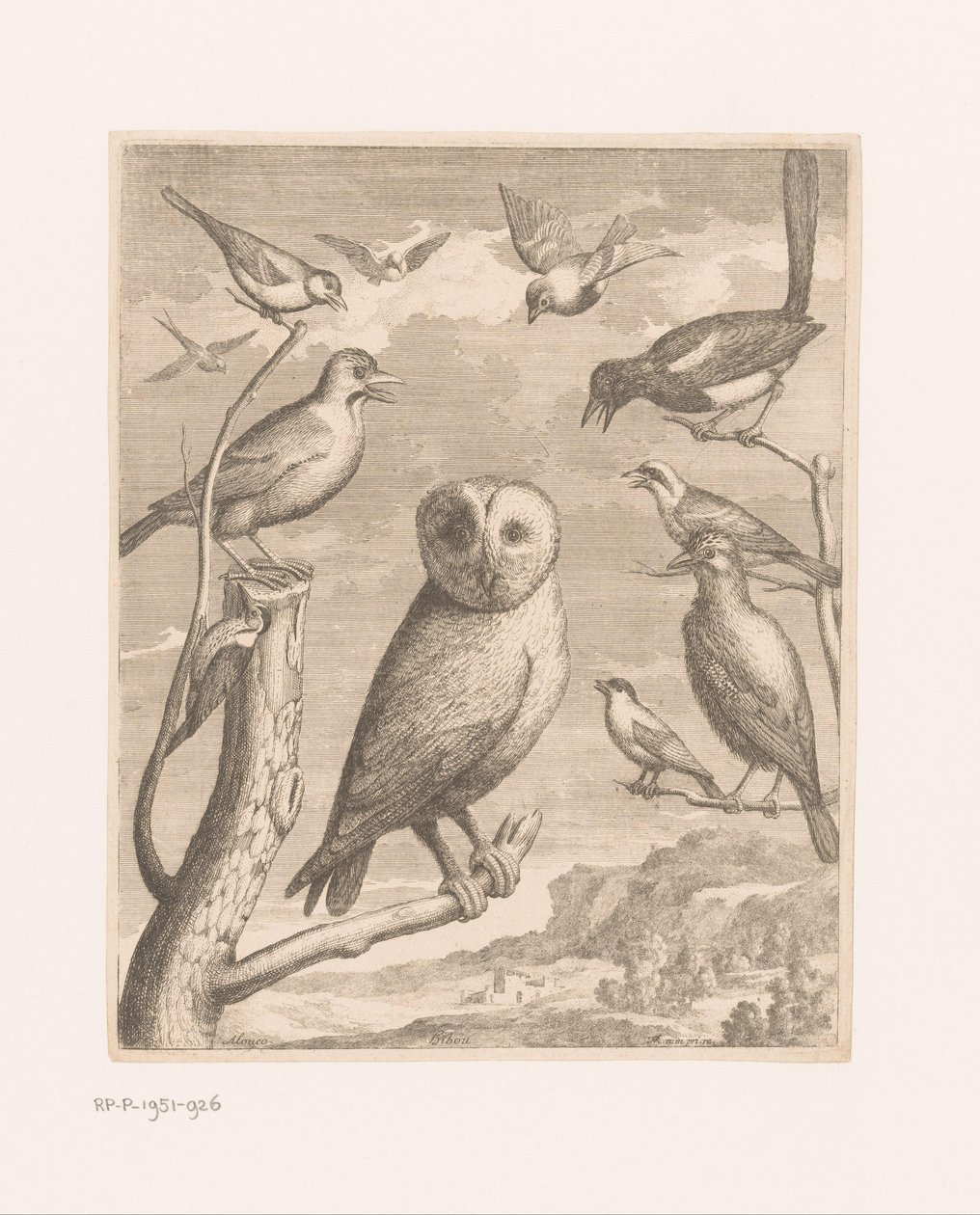Pöllö ja muut linnut Alouco Hibou (otsikko esineessä) Linnut Versaillesin eläintarhasta (sarjan nimi) tekijältä Nicolas Robert (possibly)