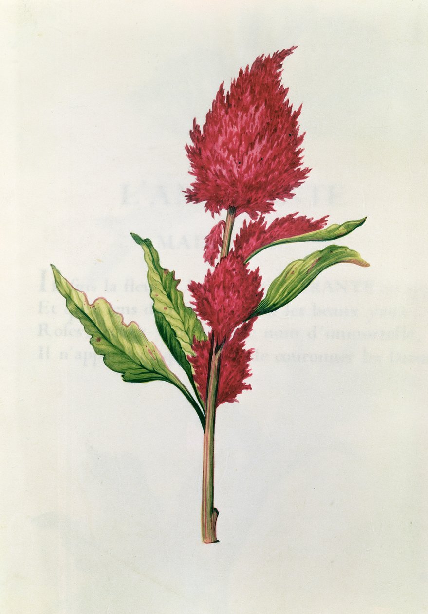 Amaranthus, teoksesta "La Guirlande de Julie", n. 1642 (wc vellum) tekijältä Nicolas Robert