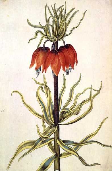 Fritilleria, n. 1675 (guassi, vellum) tekijältä Nicolas Robert