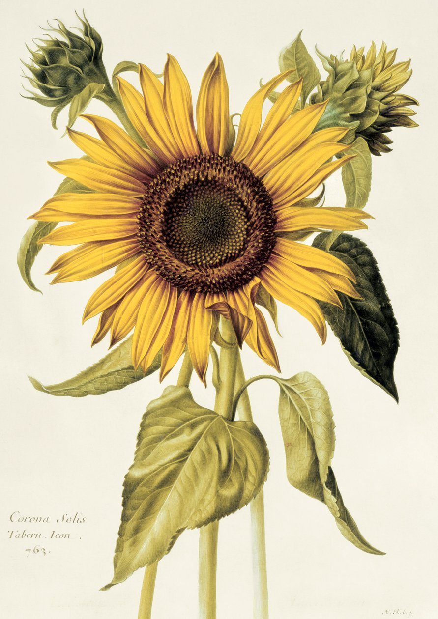 Helianthus Annuus (auringonkukka) nro 71 teoksesta "Velins du Roi Vol.36", n.1666-85 (wc pergamentille). tekijältä Nicolas Robert