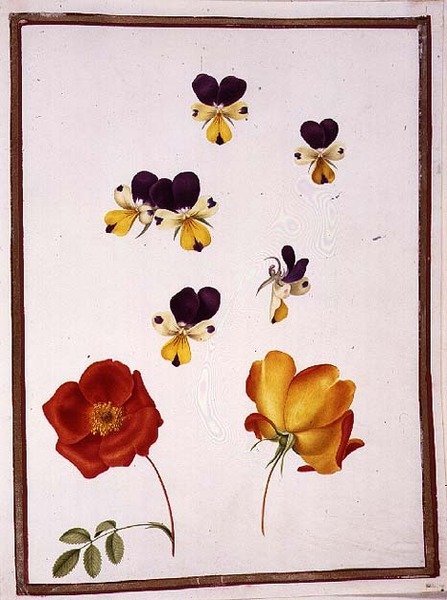 PD.109-1973.f15 Six Heads of Pansies at Dalawang Rosa Foetida (Austrian Briar) (watercolor sa vellum)finn tekijältä Nicolas Robert
