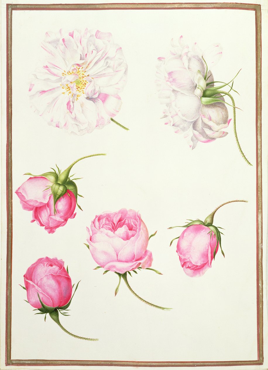 PD.109-1973.f1 Six Heads of Old Fashioned Roses (wc vellum) tekijältä Nicolas Robert