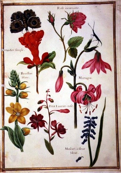 PD.109-1973.f43 Flower Studies (akvarelli vellum) tekijältä Nicolas Robert