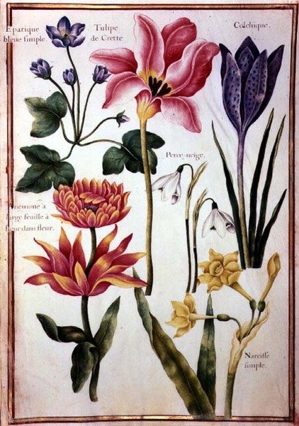 PD.109-1973.f48 Flower Studies (akvarelli vellum) tekijältä Nicolas Robert