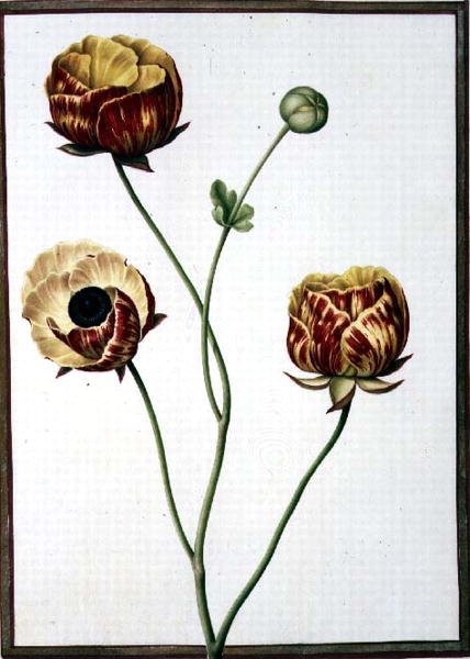 PD.109-1973.f6 Ranunculus Asiaticus (akvarelli vellum) tekijältä Nicolas Robert