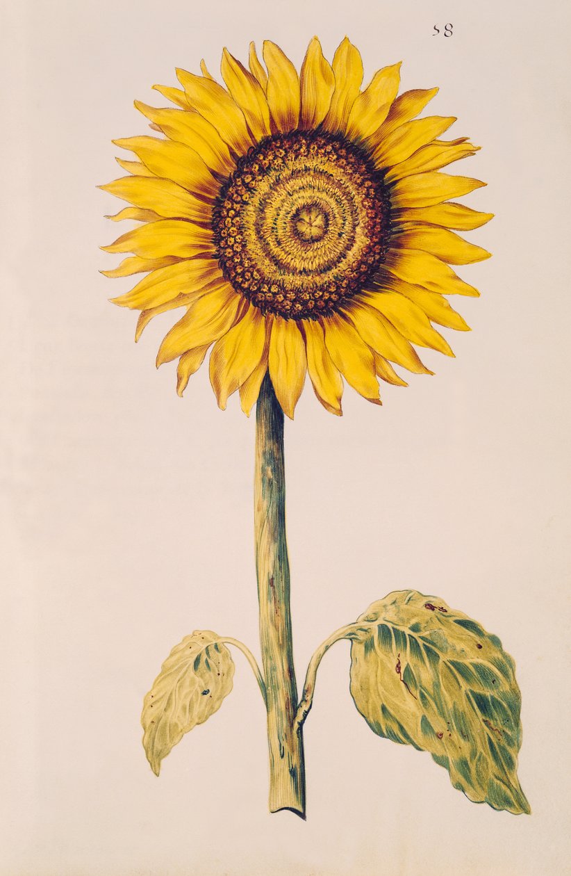 Auringonkukka tai Helianthus, teoksesta "La Guirlande de Julie", n. 1642 (wc vellum) tekijältä Nicolas Robert
