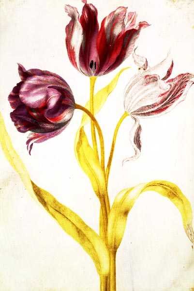 Tulppaanit, n. 1675 (guassi, vellum) tekijältä Nicolas Robert