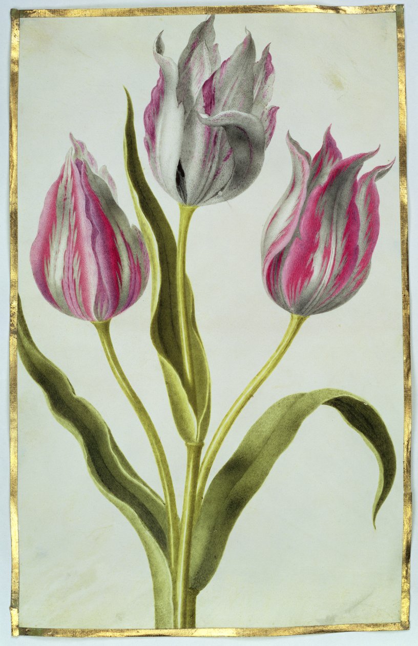 Tulppaanit, noin 1675 (guassi pergamentille). tekijältä Nicolas Robert