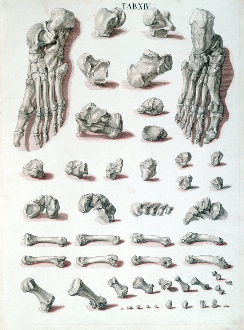 Jalkaluut, Christoph Jacob Trew