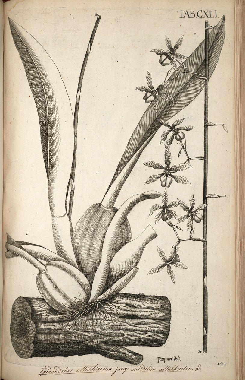 Kuva Oncidium abruptumista (syn. Epidendrum altissimum Jacq) tekijältä Nikolaus Joseph von Jacquin
