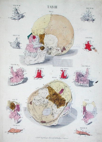 Kallon luut, Christoph Jacob Trew