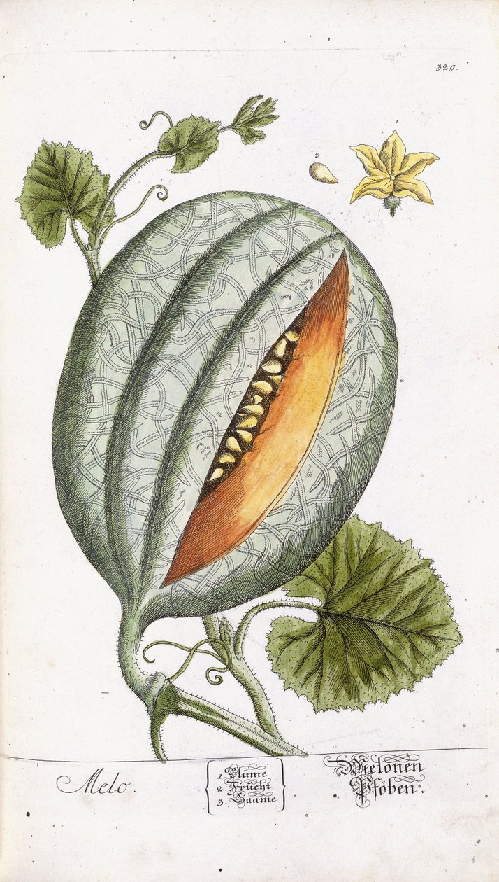 Meloni, noin 1750-1765 tekijältä Nikolaus Friedrich Eisenberger