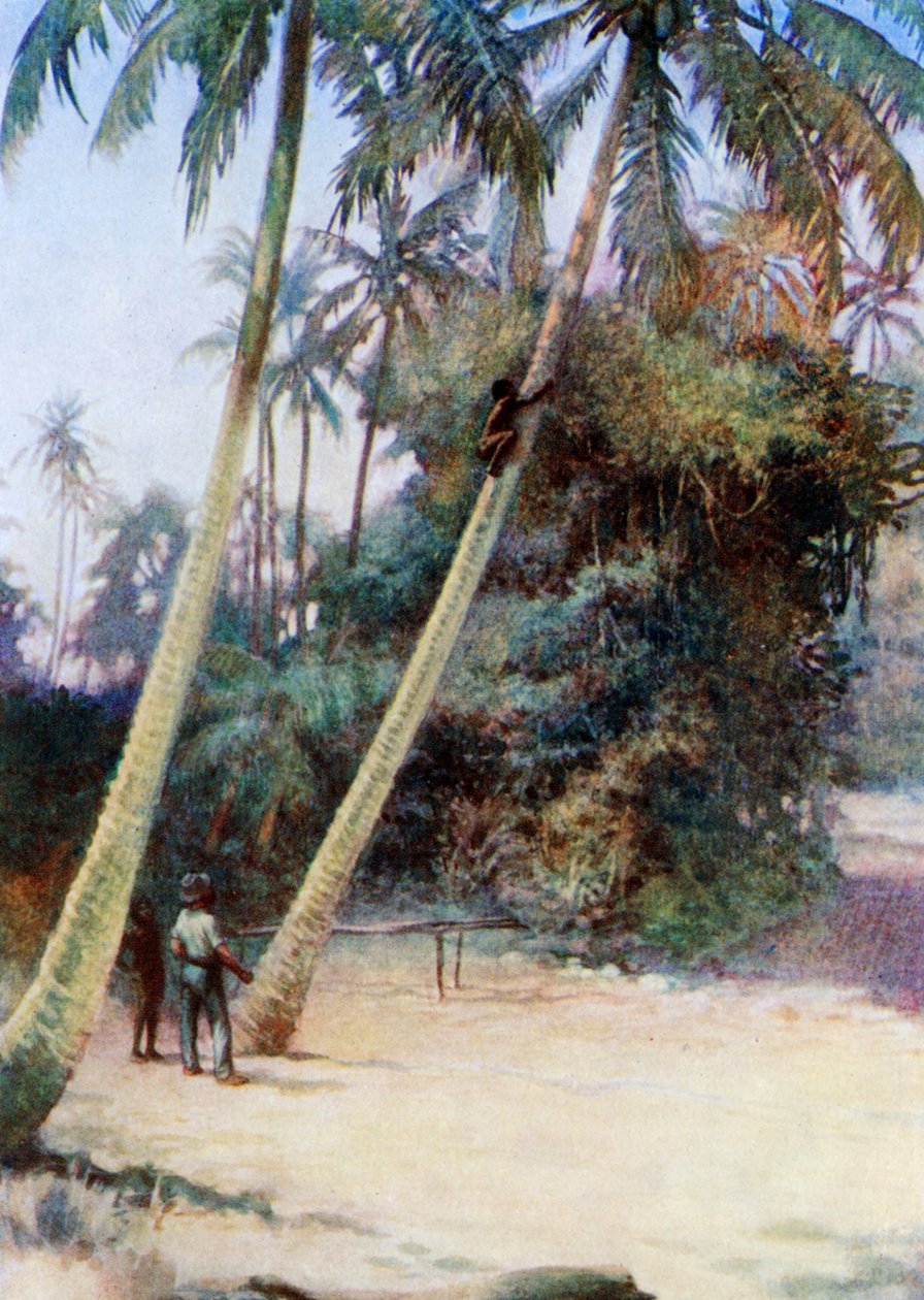 Kiipeilyä vihreiden kookospähkinöiden perässä, 1908 tekijältä Norman Hardy