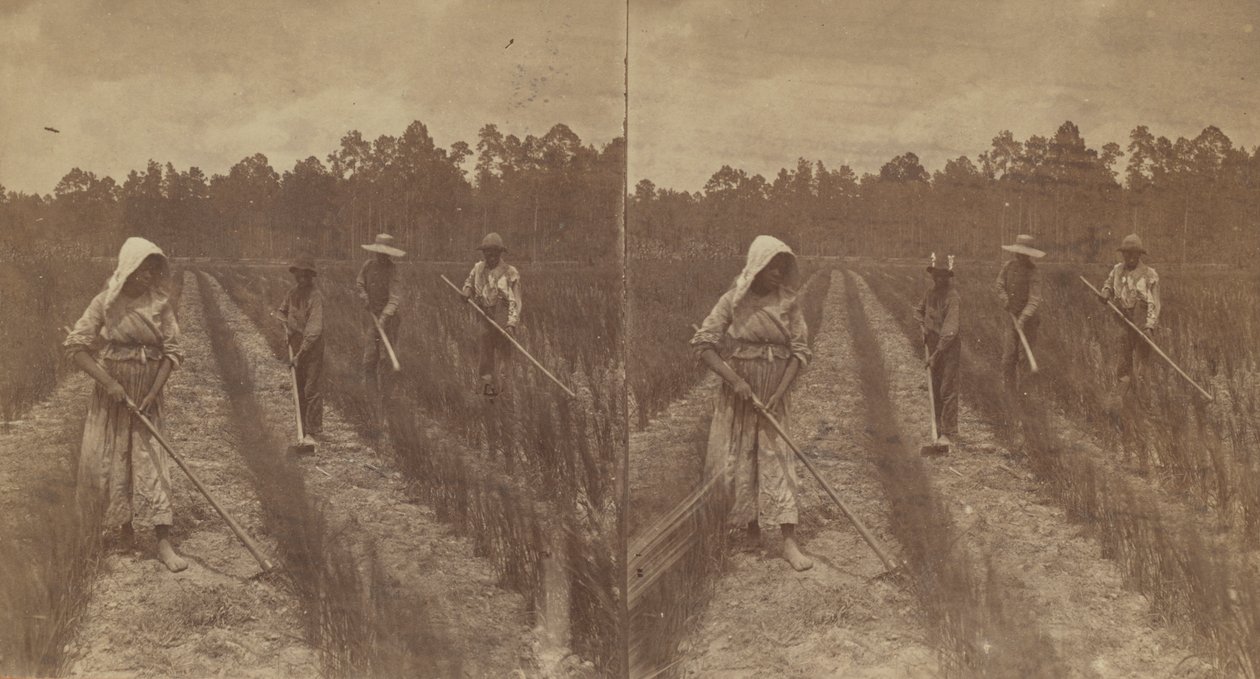 Hoeing Rice, 1876-1888. tekijältä O. Pierre Havens