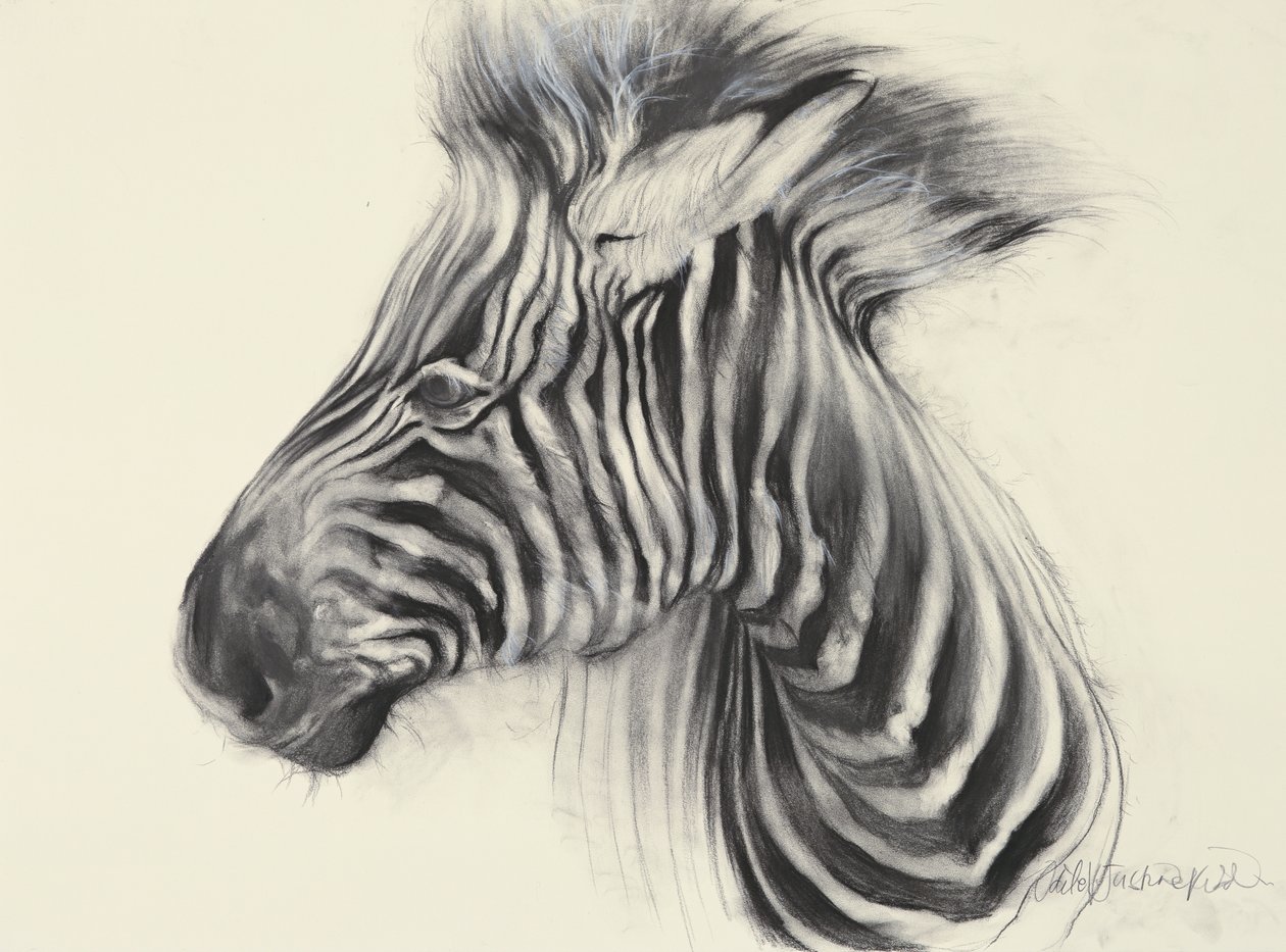 Baby Zebra, 2000 (hiili paperille) tekijältä Odile Kidd