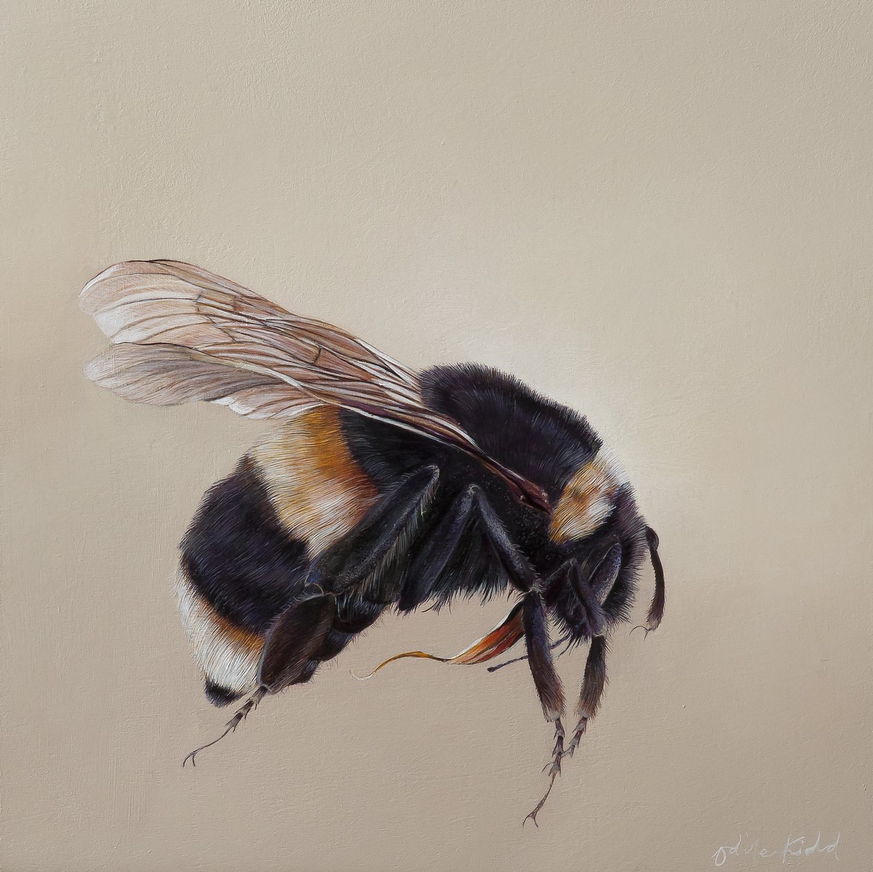 Bombus terrestis 8, 2013 (akryyli puulle) tekijältä Odile Kidd