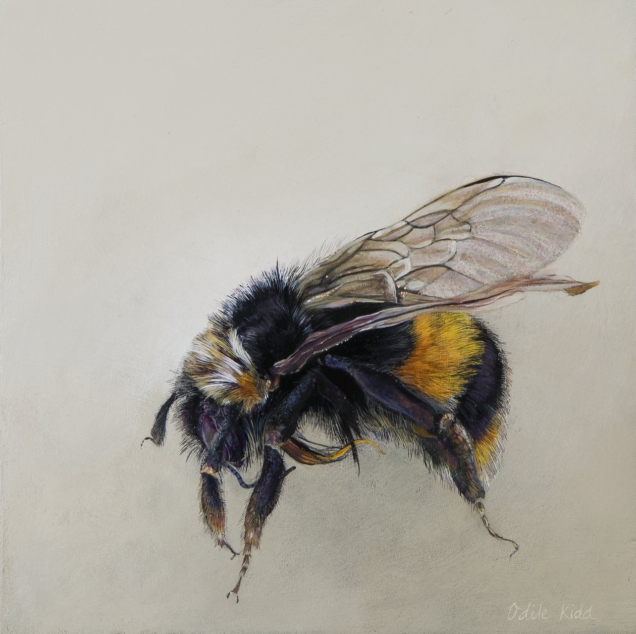 Bombus terrestris 1 (a), 2008 (akryyli puulle) tekijältä Odile Kidd