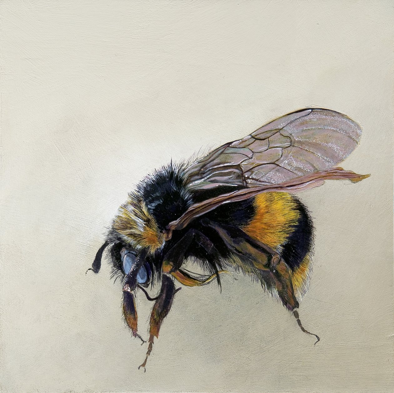 Bombus terrestris 1 (b), 2008 (akryyli puulle) tekijältä Odile Kidd