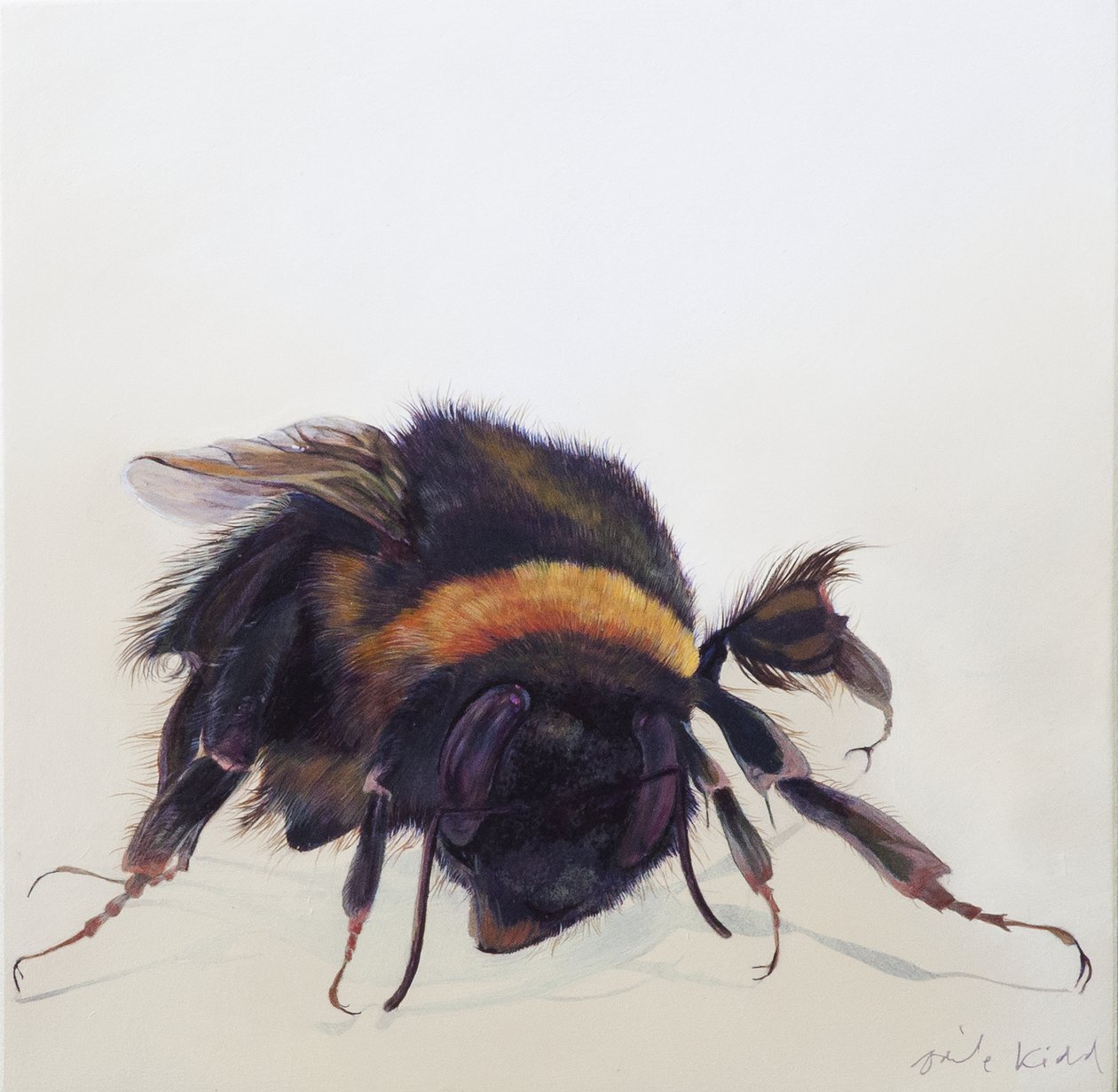 Bombus terrestris 9, 2013 (akryyli puulle) tekijältä Odile Kidd