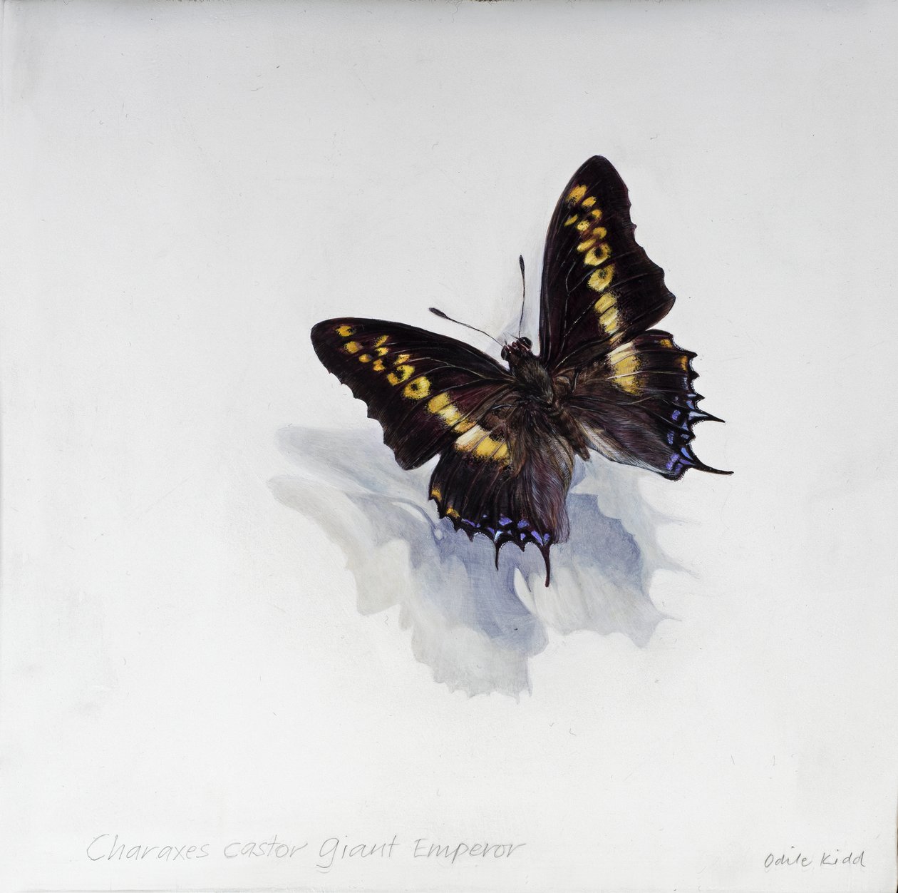 Charaxes castor, jättiläiskeisari, 2014 (akryyli gessooidulle puulle) tekijältä Odile Kidd