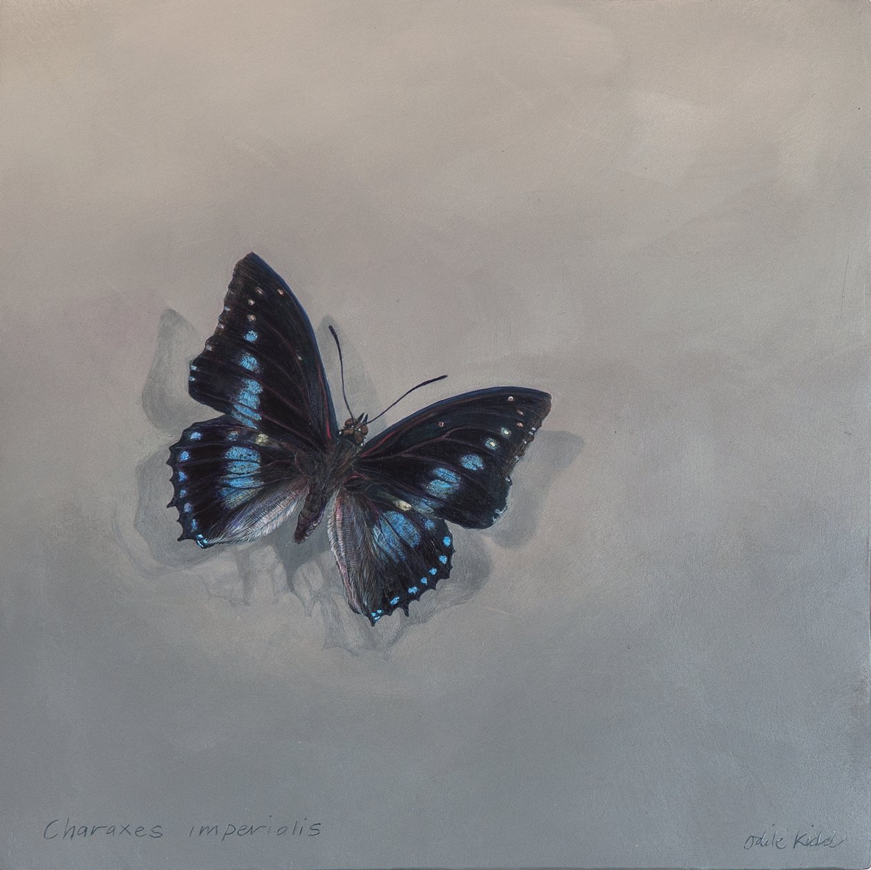 Charaxes imperialis 1 (a), 2014 (akryyli puulle) tekijältä Odile Kidd