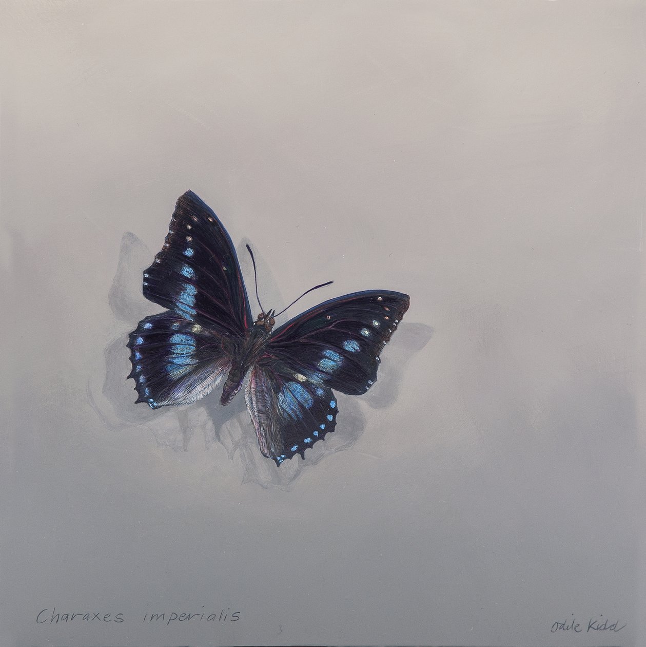 Charaxes imperialis 1 (b), 2014 (akryyli puulle) tekijältä Odile Kidd