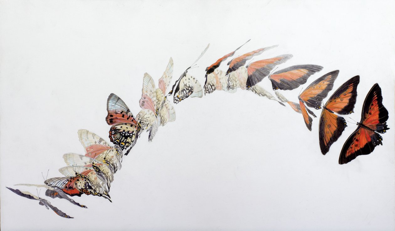 Charaxes zingha lentokuvio, 2016 (akryyli gessoidulle puulle) tekijältä Odile Kidd